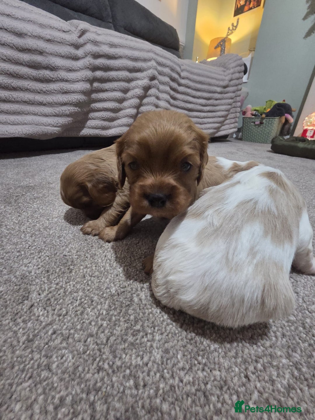 Cavalier King Charles Spaniel dogs for sale: Cavalier king charles puppies  - Advert 17