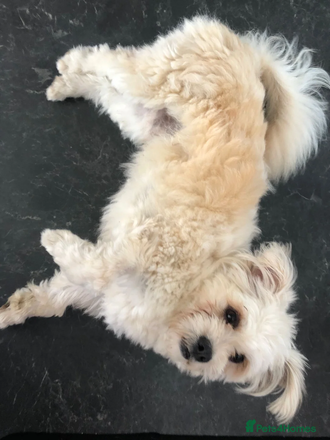 Mixed Breed dogs for adoption: Nando 💙 in Beverley - Advert 2