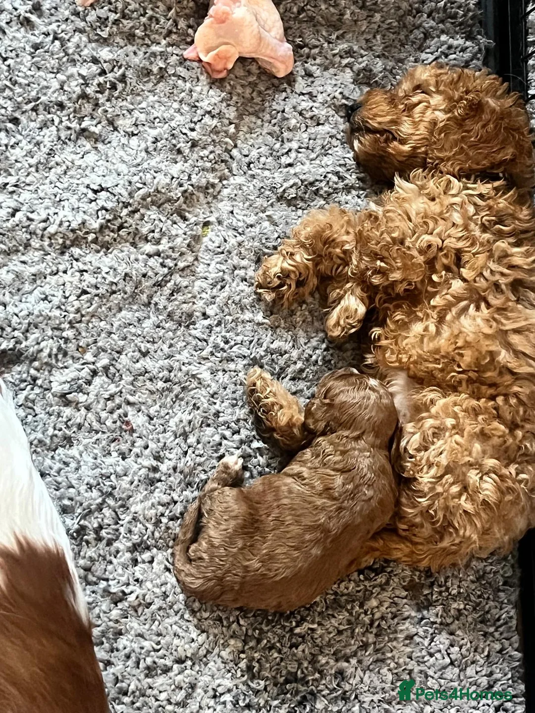 Cavapoo dogs for sale: CAVAPOOS RED TOY SIZE  - Advert 8
