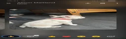 French Bulldog dogs for sale: French bulldog  - Advert 8