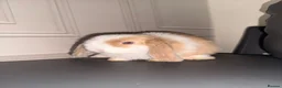 Mini Lion Lop rabbits for sale: Mini lion lop in Leicester - Advert 2