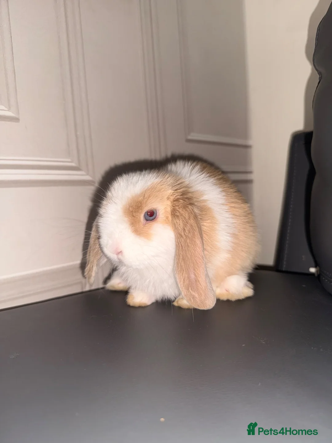 Mini Lion Lop rabbits for sale: Mini lion lop in Leicester - Advert 2