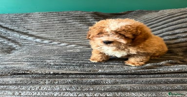 Cavapoo dogs - Advert 11