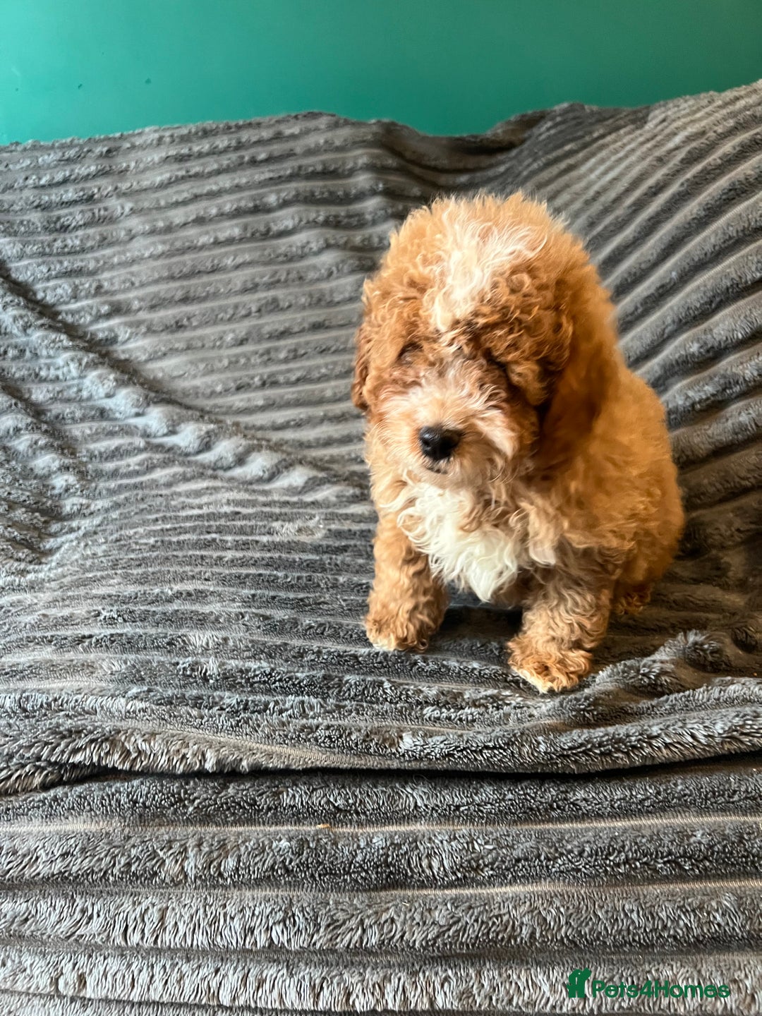 Cavapoo dogs for sale:  ⭐️2 boys left⭐️ - Image 3
