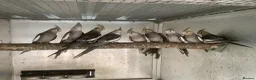 Cockatiels birds for sale:  2026 Young cockatiels, Plus breeding pair - Advert 9