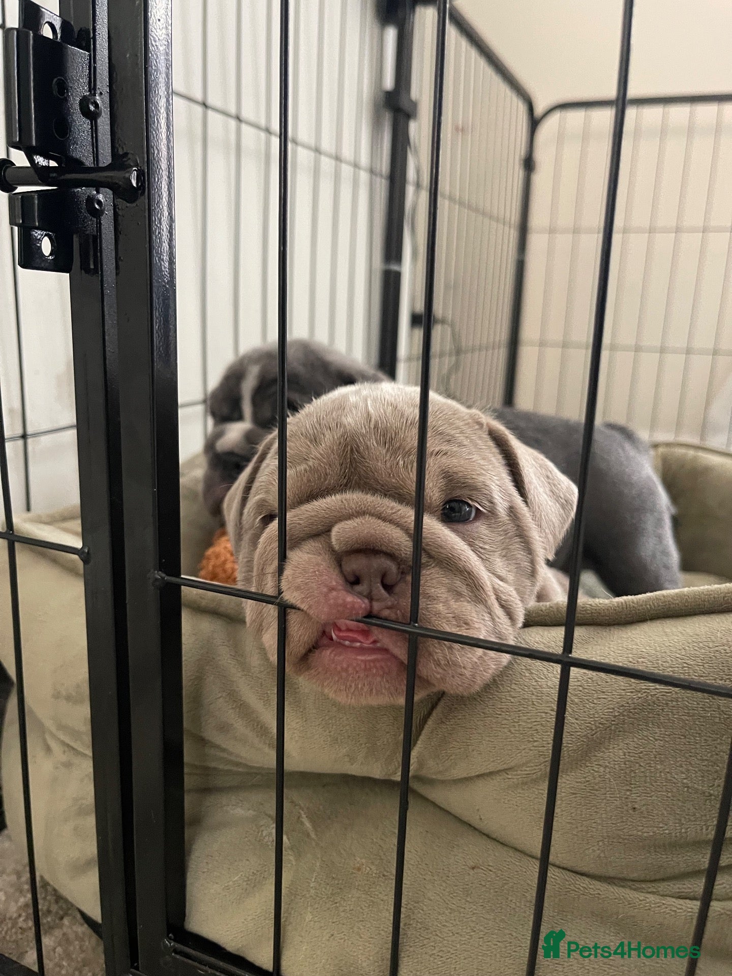 English Bulldog dogs 2 beautiful English Bulldog puppies 🥰🐶 - Advert 2