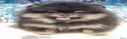 Pomeranian dogs for sale: Luxury Pomeranian puppies for sale!!! - Advert 26