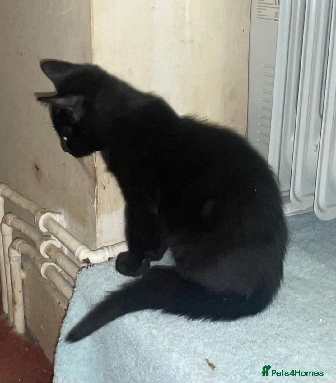 Mixed Breed cats for sale: Kittens for sale - Advert 10