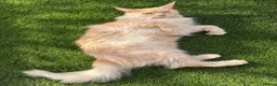 Maine Coon cats for sale: Maine Coon 3/4 Cross Kittens  - Advert 26