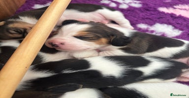 Beagle dogs - Advert 2