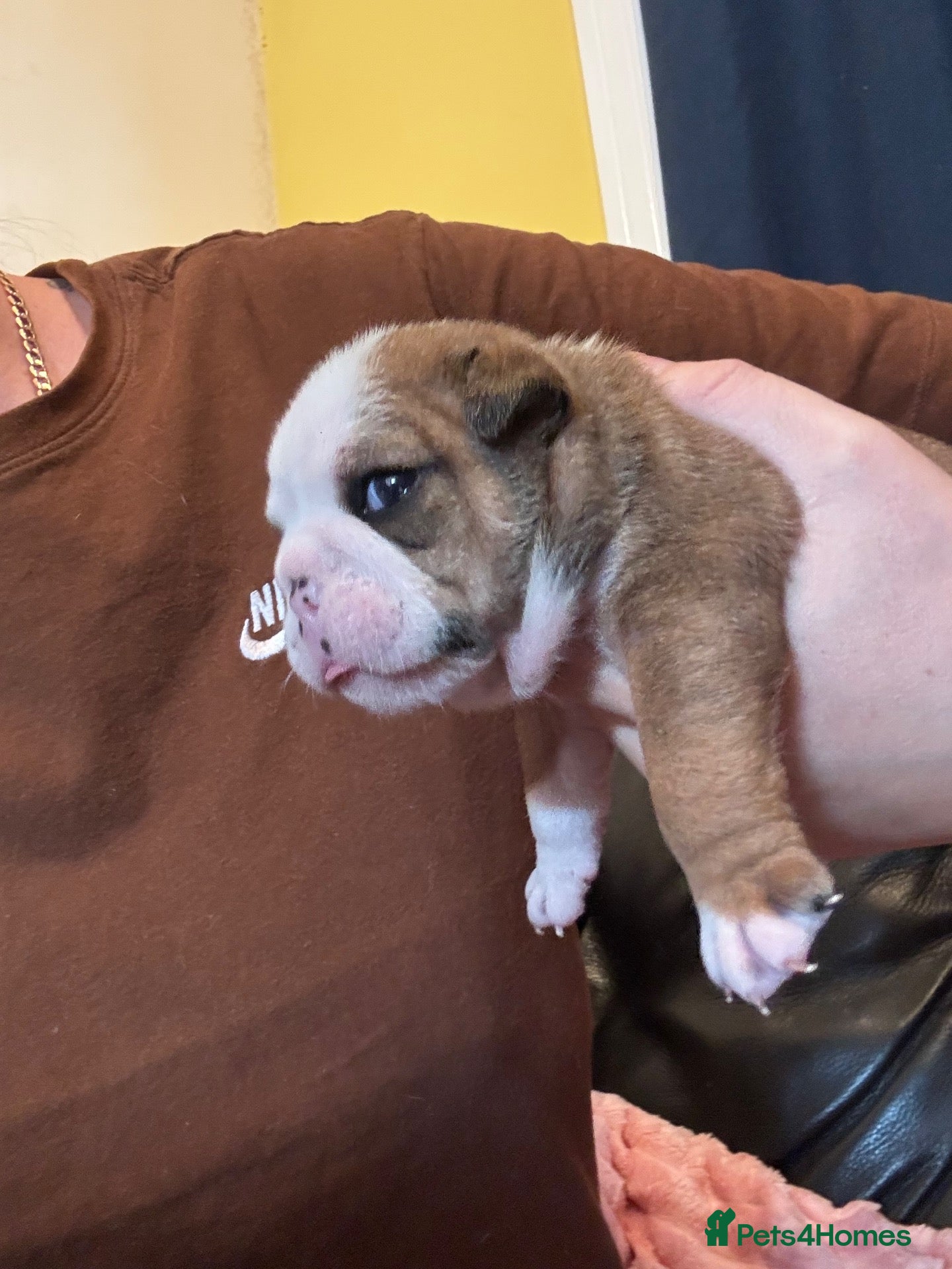 English Bulldog dogs Traditional British bulldogs  - Advert 8