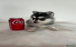 Pomsky dogs for sale: Honey I shrunk the Husky 😂 Genuine Toy size pomsk - Image 7