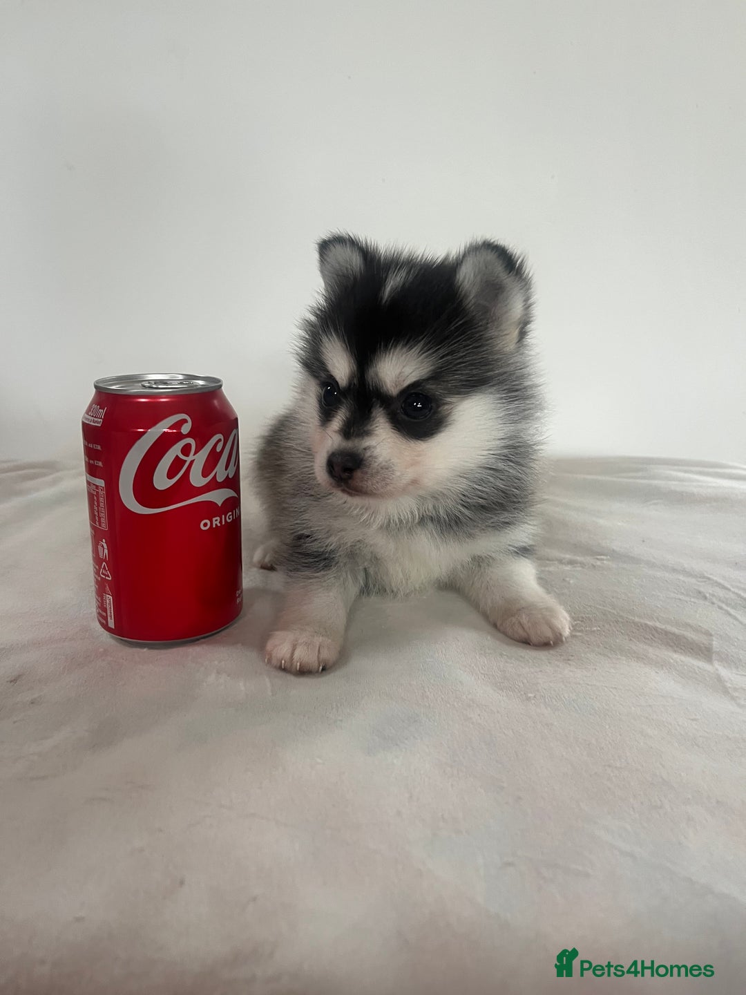 Pomsky dogs for sale: Honey I shrunk the Husky 😂 Genuine Toy size pomsk - Image 7