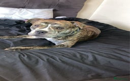 American Bull Staffy dogs for sale: Beautiful American bulldog x staff puppies   - Image 37