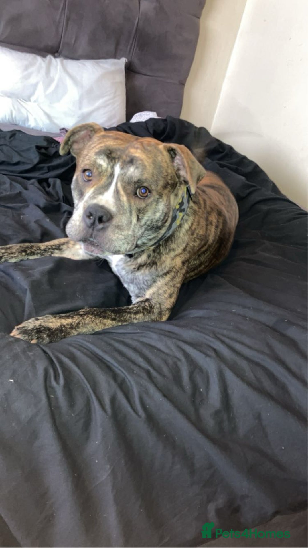 American Bull Staffy dogs for sale: Beautiful American bulldog x staff puppies   - Image 37