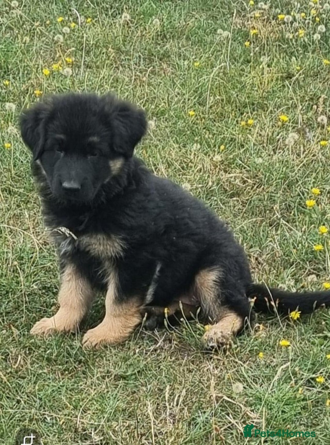 German Shepherd dogs for sale: German shepherd puppies health tested parents - Image 3