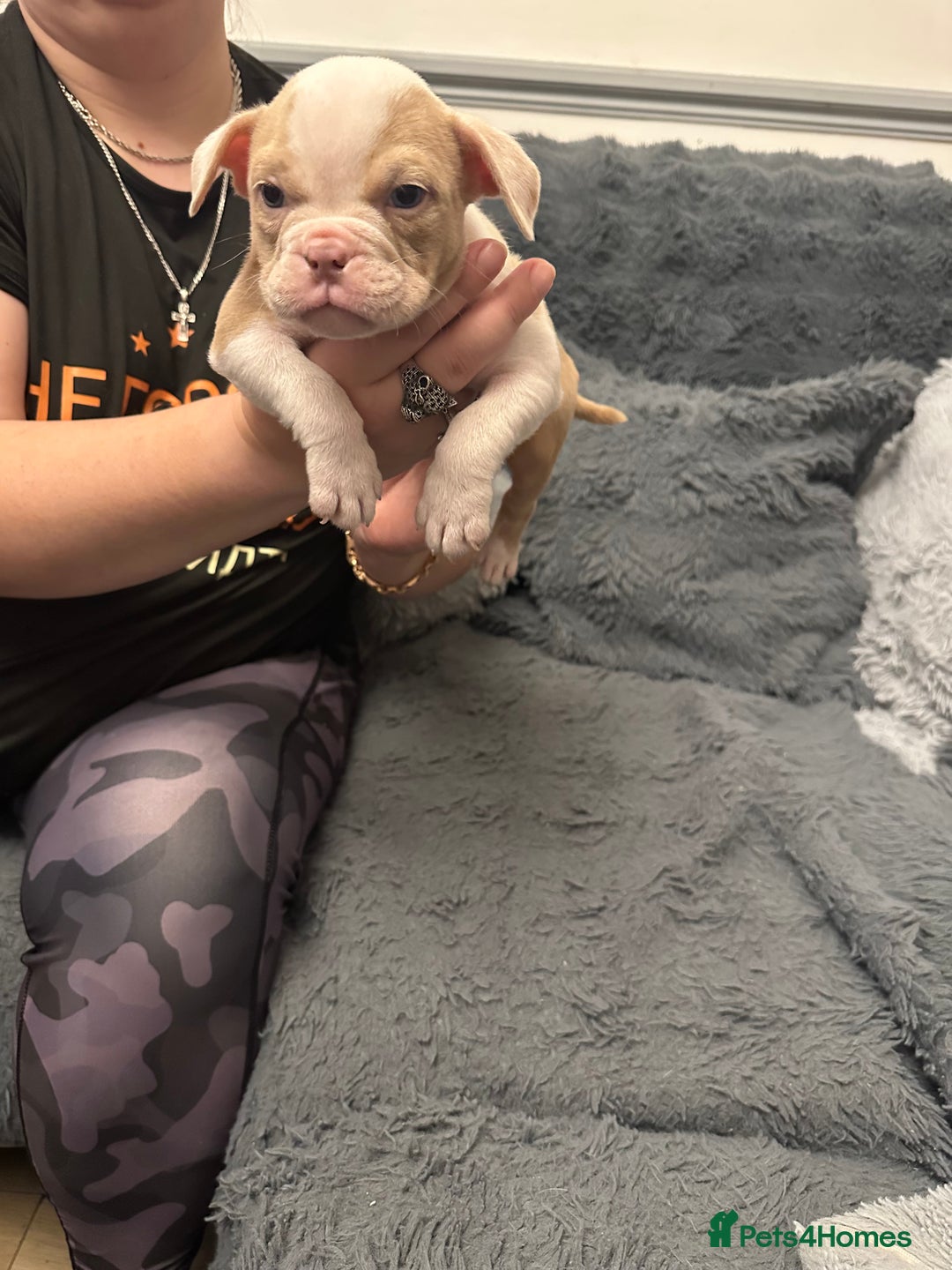 American Bully dogs for sale: ABKC REGISTERED Pocket Exotic/Extreme Bully PUPS! - Advert 11