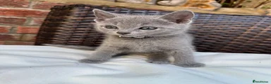 Russian Blue Kitten 1
