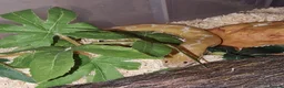 Boa Snake reptiles for sale: Kenyan Sand Boa Snow CB22 - Advert 3