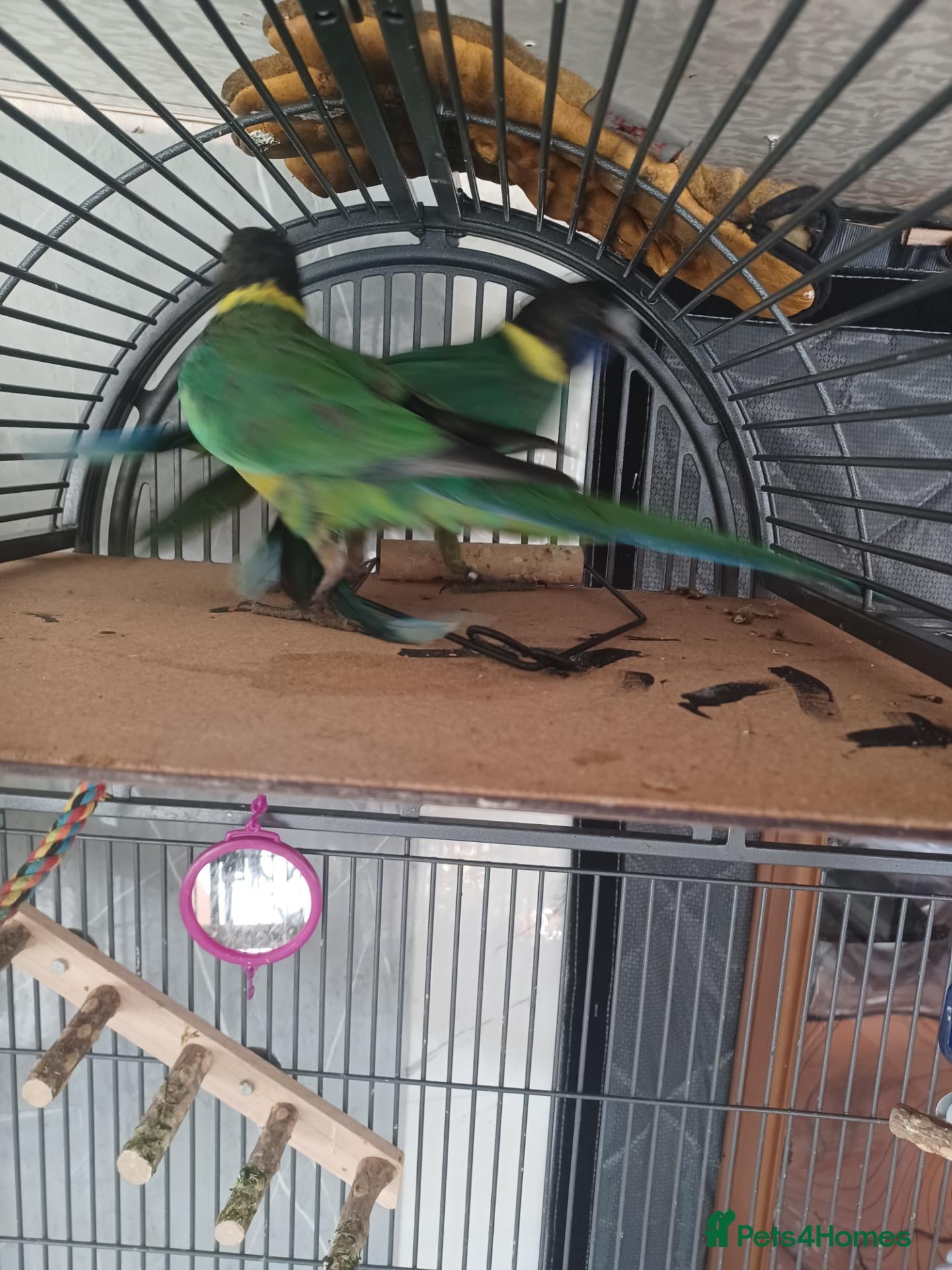 Mixed Breed birds for sale:  birds and cages in the photos are forsale - Advert 8