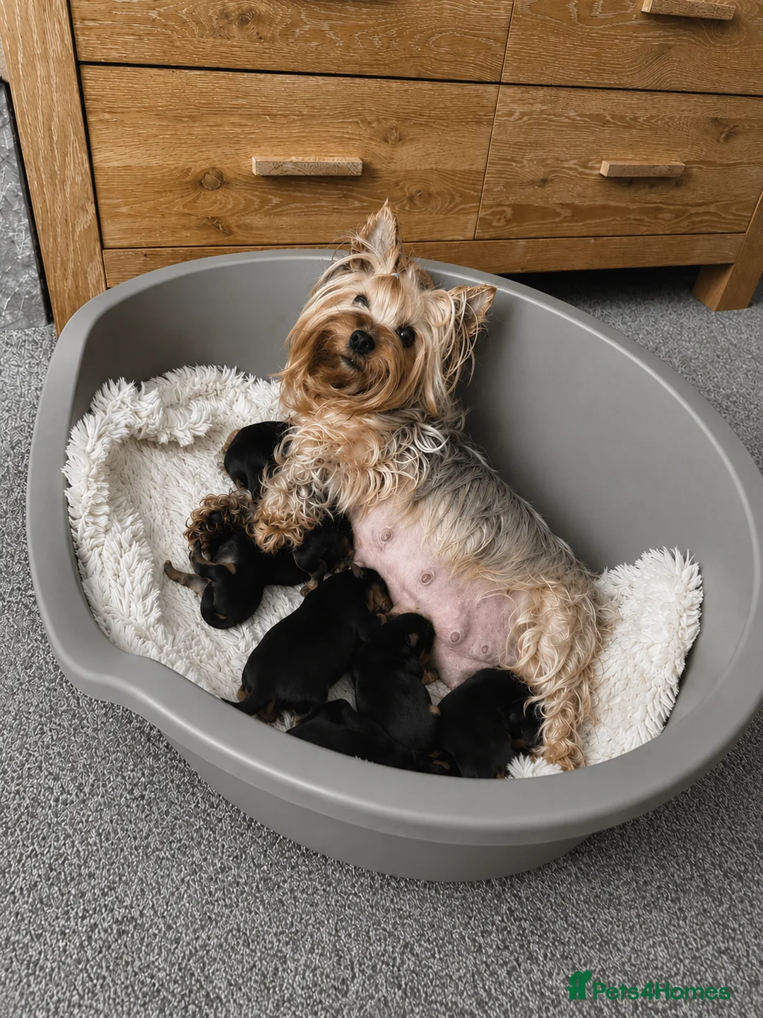 Yorkshire Terrier dogs for sale: Outstanding Pedigree Yorkshire Terrier Puppies ❤️ - Advert 40