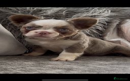 French Bulldog dogs for sale: Ready now! Last male available!  - Image 3