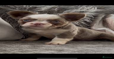 French Bulldog dogs - Advert 15