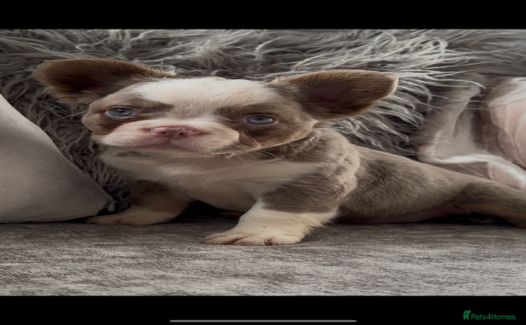 French Bulldog dogs - Advert 3