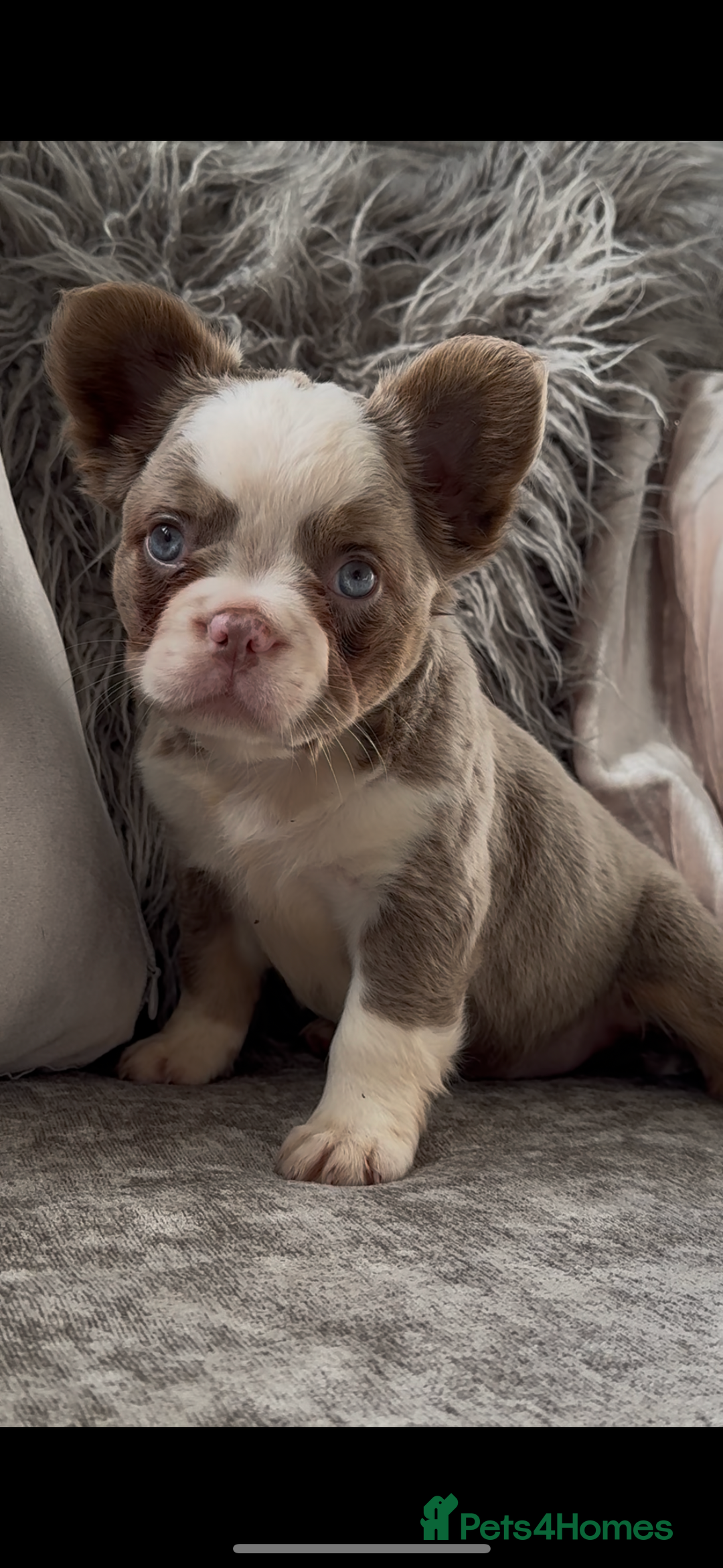 French Bulldog dogs for sale: Ready now! Last male available!  - Image 3