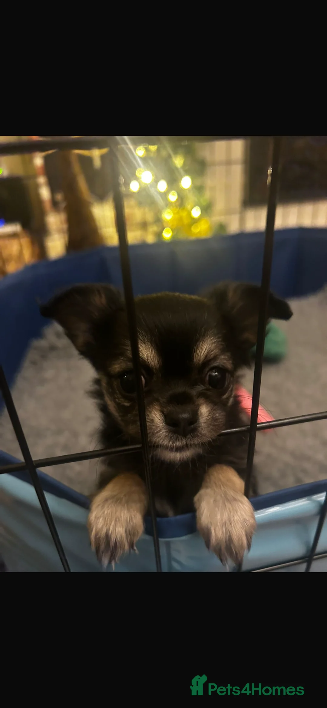 Chihuahua dogs for sale: Black and Tan girl - Advert 14