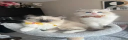 Ragdoll cats for sale: Registered Ragdoll kittens for sale - Advert 11