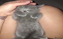 British Shorthair cats for sale: British shorthair kittens - Image 13