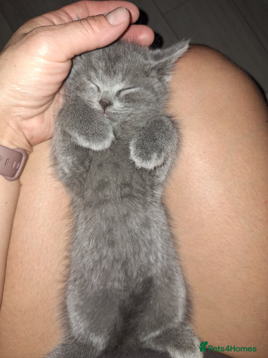 British Shorthair cats for sale: British shorthair kittens - Image 13