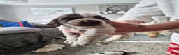 Cocker Spaniel dogs for sale: Cocker Spaniel Puppies - Advert 9