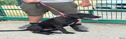 Cane Corso dogs for sale: 1 male 1 female cane  in Romford - Advert 20