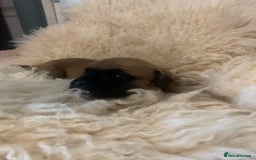 Boxer dogs for sale: KC registered Boxer Puppies - Image 15