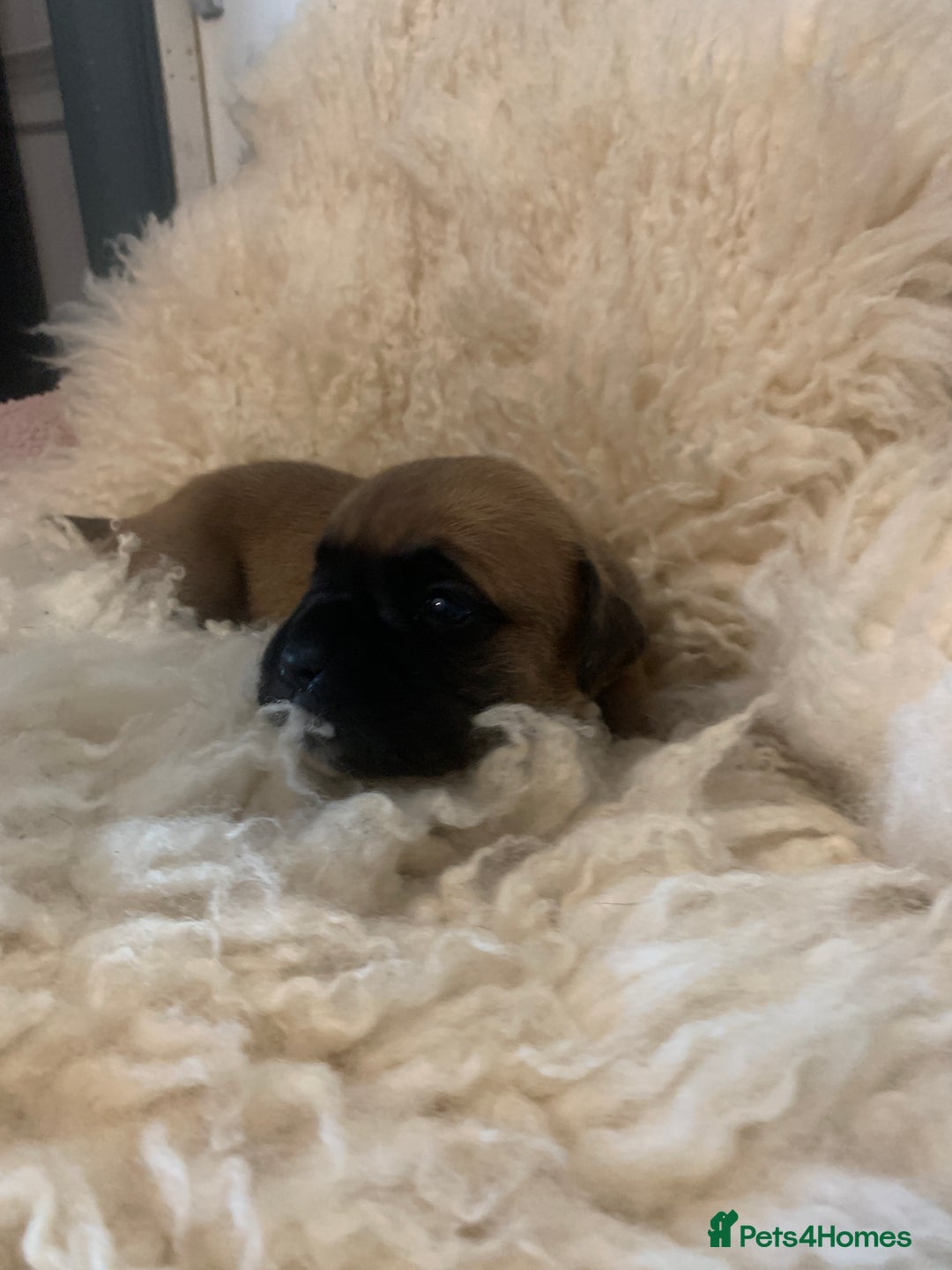 Boxer dogs for sale: KC registered Boxer Puppies - Image 15