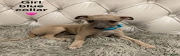 Mixed Breed dogs for sale: Italian greyhound  - Advert 15
