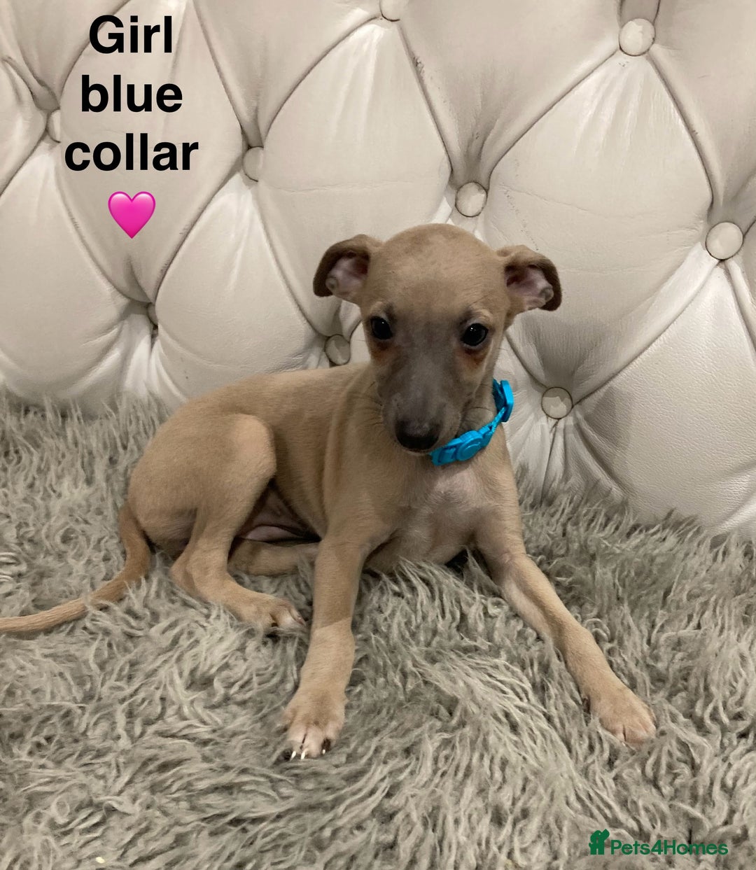 Mixed Breed dogs for sale: Italian greyhound  - Advert 15
