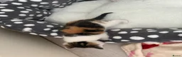 Mixed Breed cats for sale: 3 Gorgeous Kittens  - Advert 7