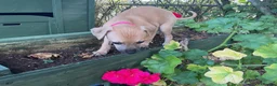 Italian Greyhound dogs for sale: Royal kennel club registered  - Advert 18