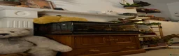 Gecko reptiles for sale: Breeding pair of frog eyed geckos with everything  in Hornsea - Advert 1