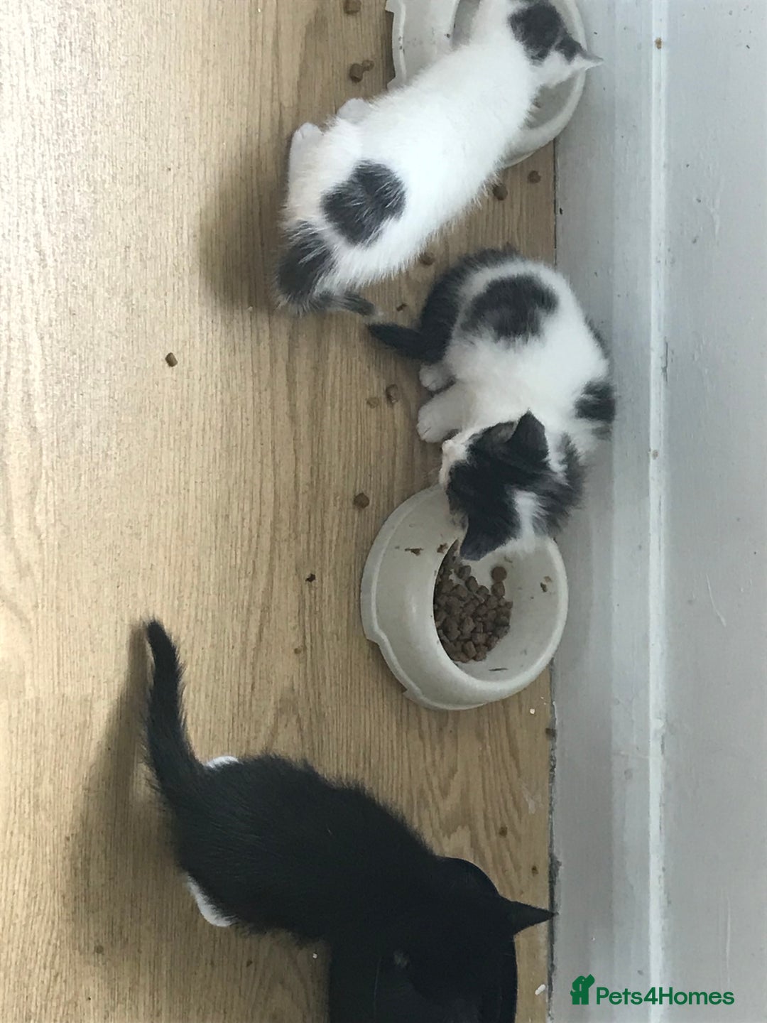 Mixed Breed cats for sale: Fur babies - Image 11