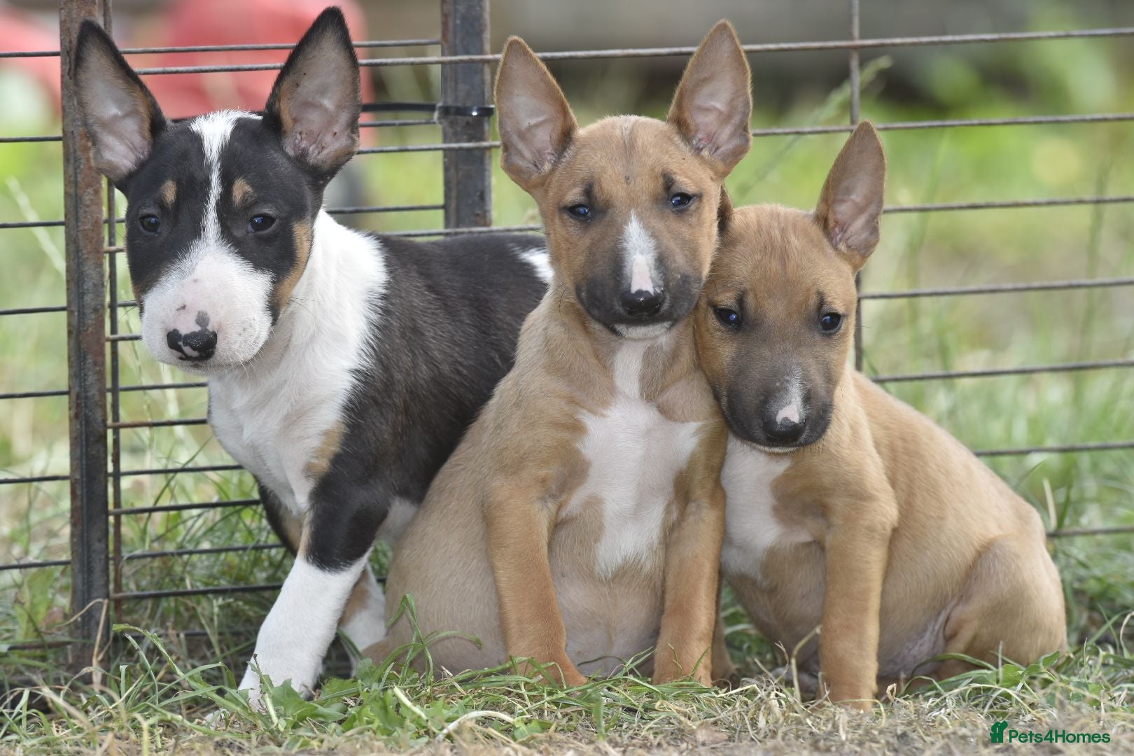 English Bull Terrier dogs Ready to leave! EBT x MBT - Advert 18