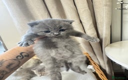 British Shorthair cats for sale: British shorthair kittens  - Image 8