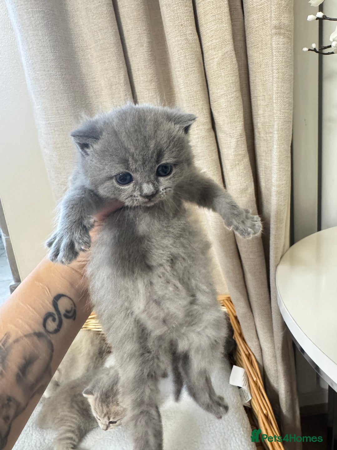 British Shorthair cats for sale: British shorthair kittens  - Image 8