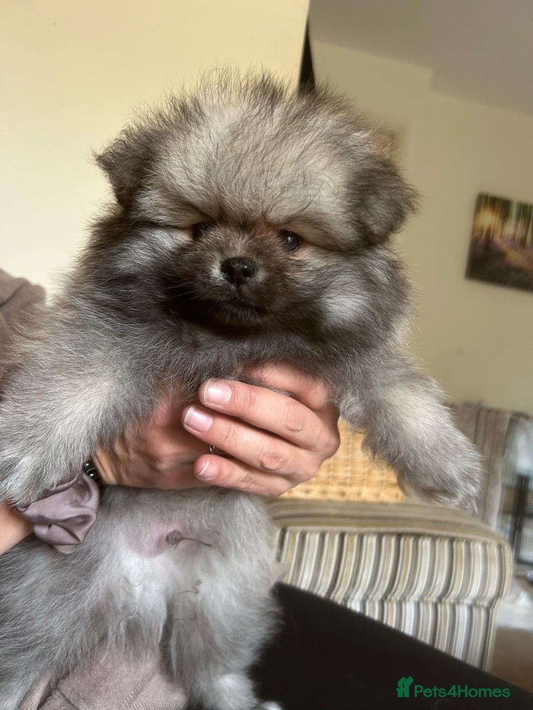 Pomeranian dogs for sale: KC Reg 5⭐️Poms champions & Russian bloodline  - Advert 36