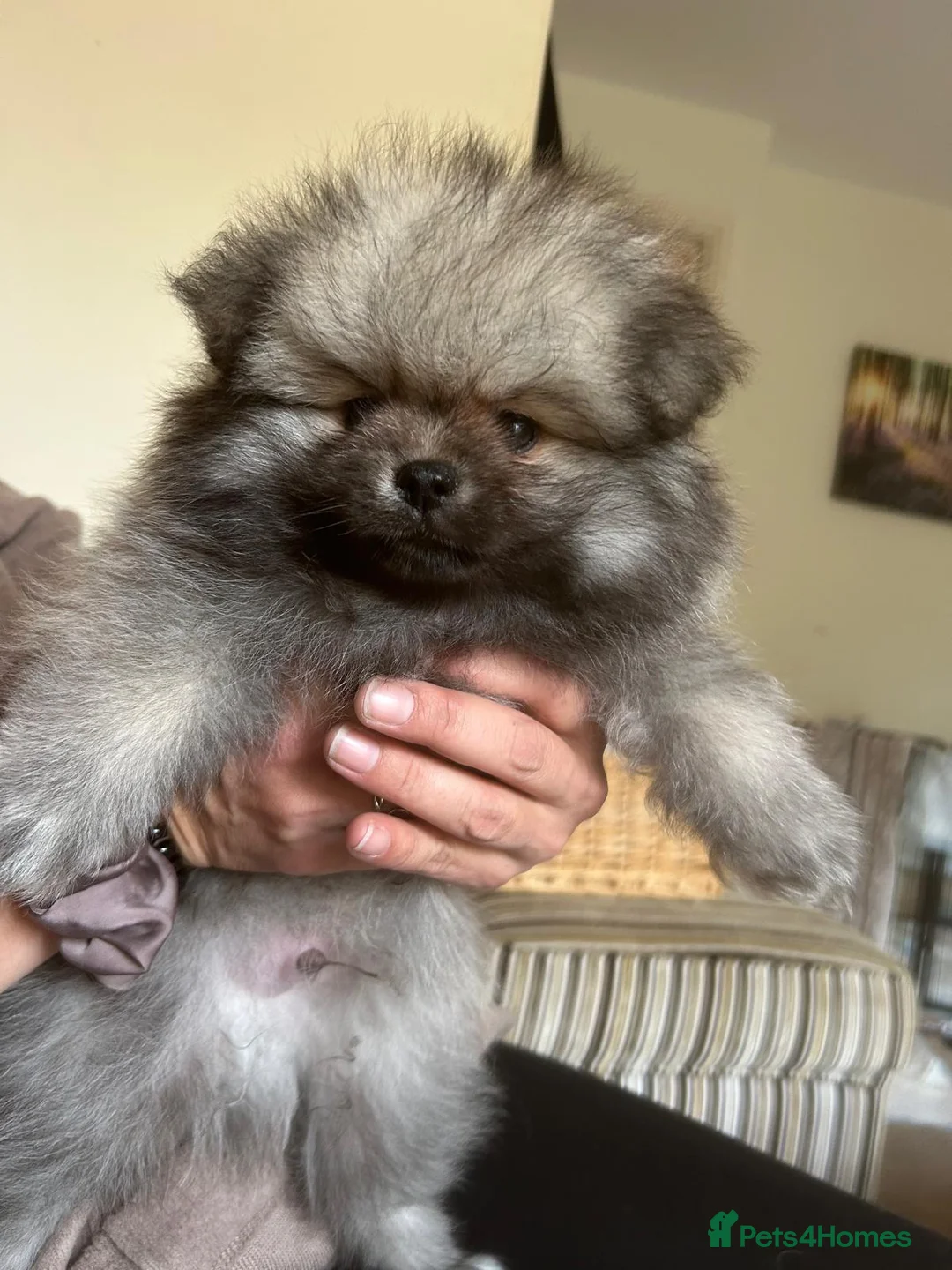 Pomeranian dogs for sale: 5 Generation champion Russian bloodline - Advert 37