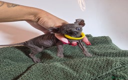 Sphynx cats for sale: Sphynx kitten - Image 2