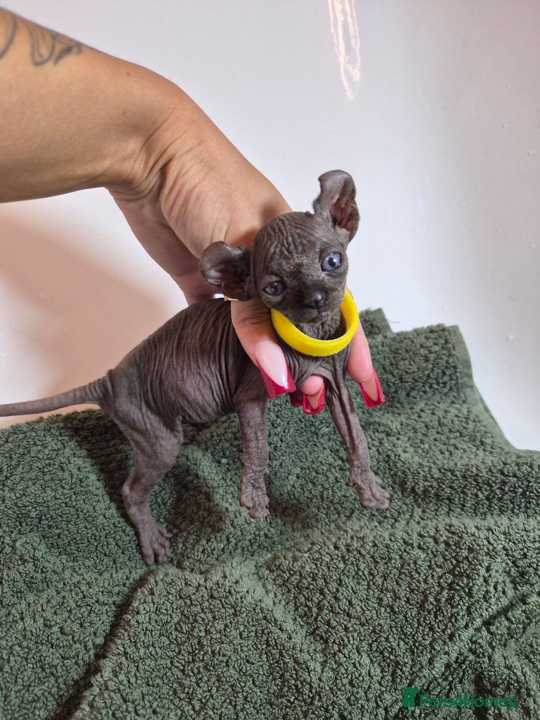 Sphynx cats for sale: Sphynx kitten - Image 2